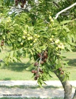 Wasnoten Start 150gr Met Waszakje - Zeepnoten - Natuurlijk Wassen -Winkel Voor Schoonmaakartikelen 920x1200